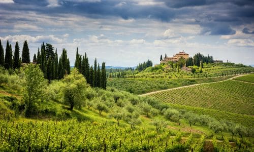 Scenic view of rolling vineyards and cypress trees in Tuscany, Italy, showcasing the region's iconic landscape and lush greenery. Perfect for promoting Italian wine and countryside tourism.